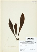 藏品(臺灣車前蕨)的圖片